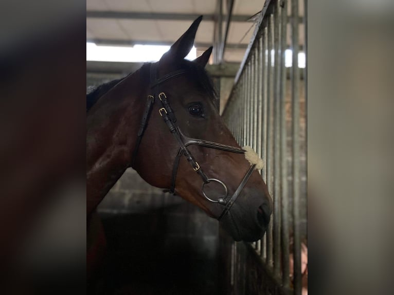 KWPN Merrie 11 Jaar 164 cm Donkerbruin in Budki &#x17B;elazowskie