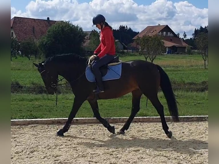 KWPN Merrie 11 Jaar 164 cm Donkerbruin in Rapperswil BE