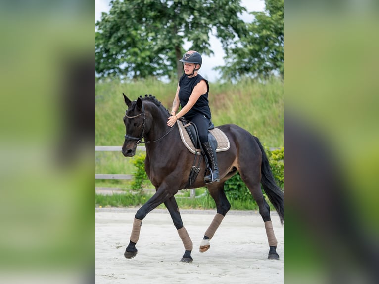KWPN Merrie 11 Jaar 164 cm  in Nettetal