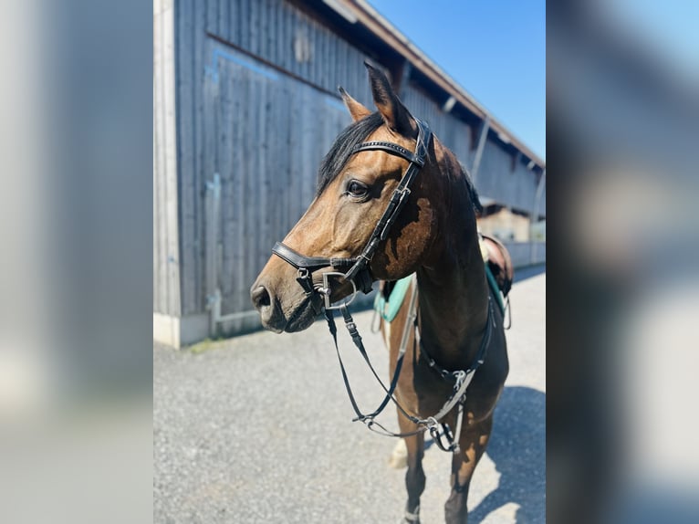 KWPN Merrie 11 Jaar 164 cm in Chur