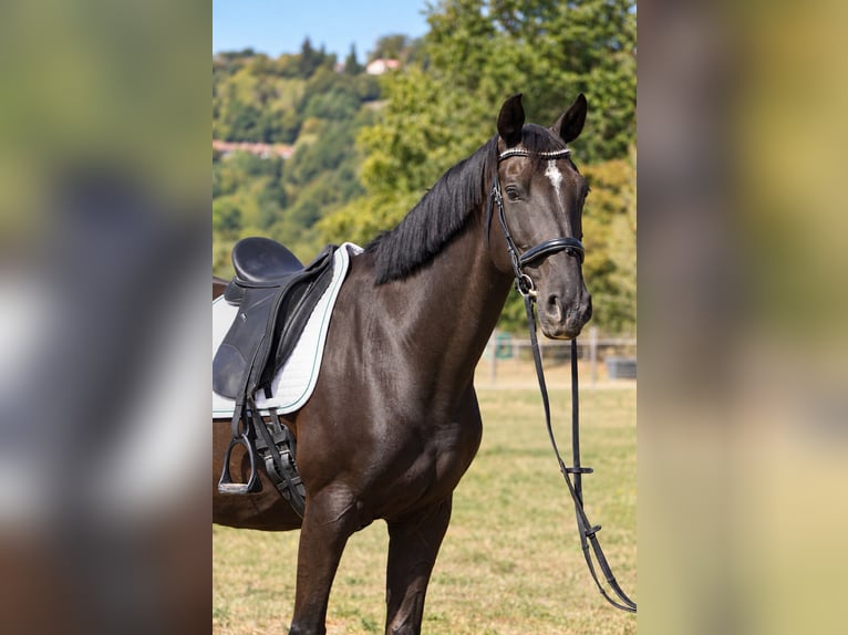 KWPN Merrie 11 Jaar 164 cm Zwart in Isére