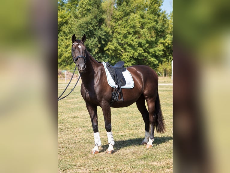 KWPN Merrie 11 Jaar 164 cm Zwart in Isére