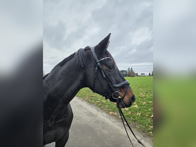 KWPN Merrie 11 Jaar 164 cm Zwartbruin in Leichlingen