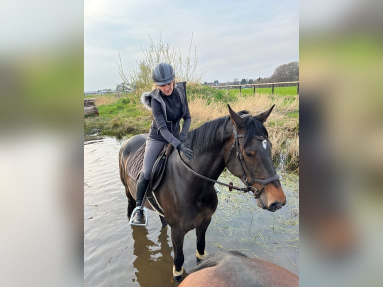 KWPN Merrie 11 Jaar 164 cm Zwartbruin in Leichlingen