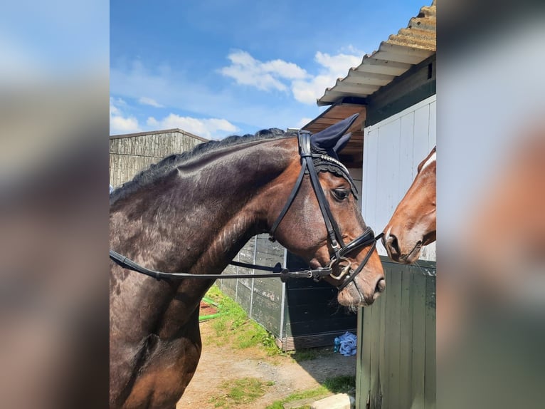 KWPN Merrie 11 Jaar 164 cm Zwartbruin in Leichlingen