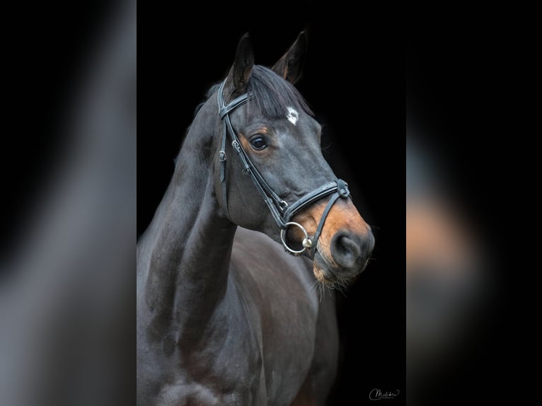 KWPN Merrie 11 Jaar 164 cm Zwartbruin in Leichlingen