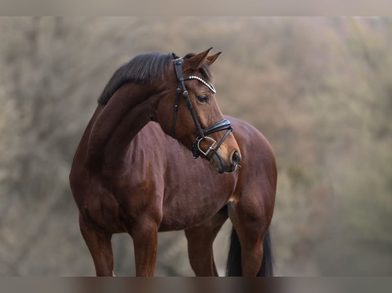 KWPN Merrie 11 Jaar 165 cm Bruin in Windhagen