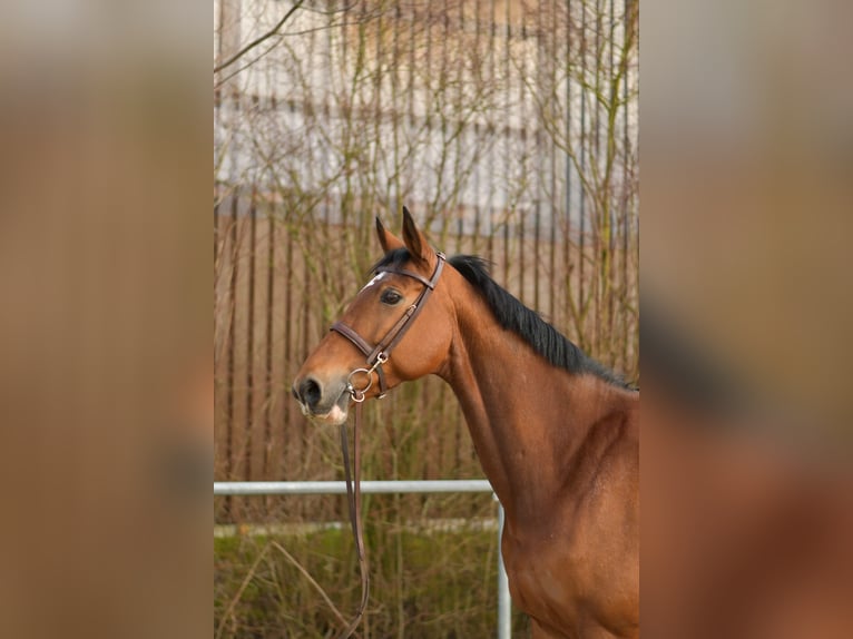 KWPN Merrie 11 Jaar 165 cm Bruin in Geilenkirchen