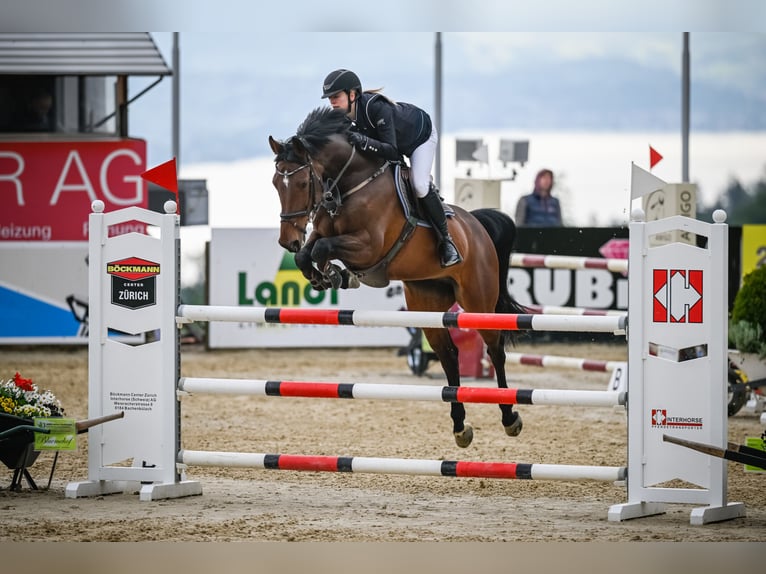 KWPN Merrie 11 Jaar 165 cm Bruin in Hedingen