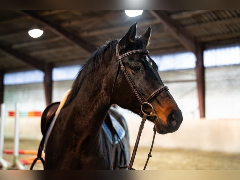 KWPN Merrie 11 Jaar 165 cm in Glandorf