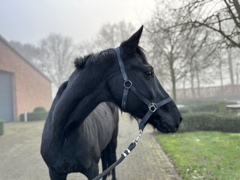 KWPN Merrie 11 Jaar 165 cm Zwart in Kalmthout