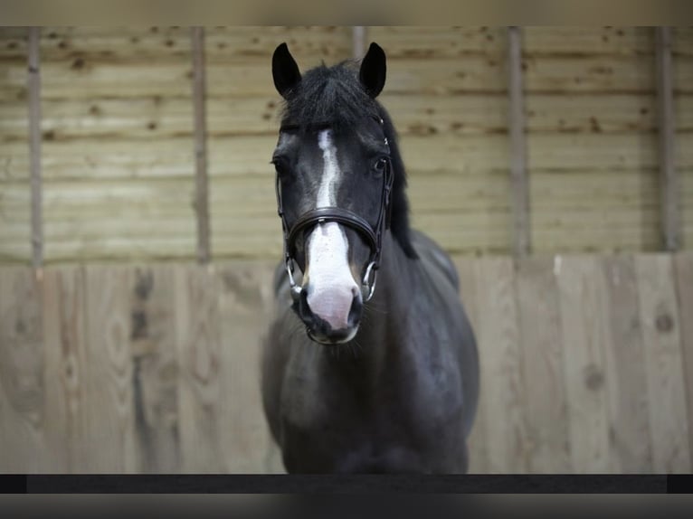 KWPN Merrie 11 Jaar 165 cm Zwartbruin in Soltau