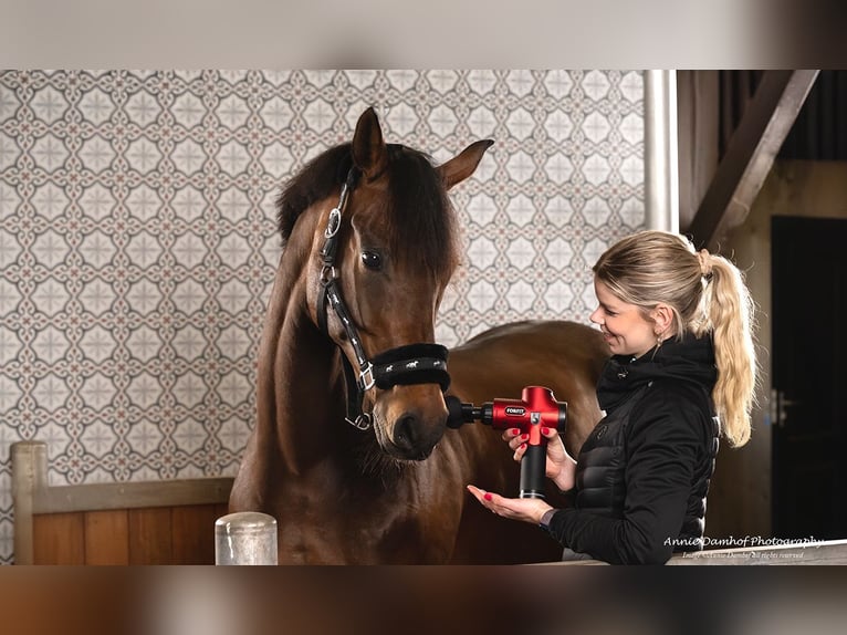 KWPN Merrie 11 Jaar 167 cm Bruin in Boven-Leeuwen