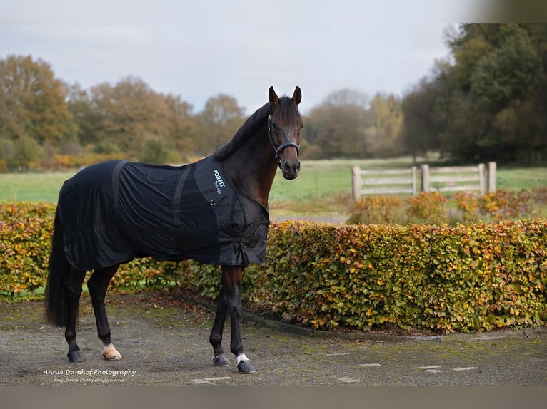 KWPN Merrie 11 Jaar 167 cm Bruin in Boven-Leeuwen