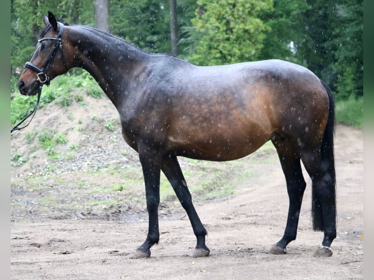 KWPN Merrie 11 Jaar 167 cm Donkerbruin in Glandorf