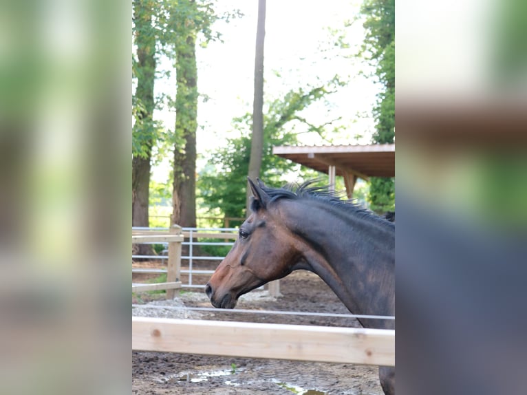 KWPN Merrie 11 Jaar 167 cm Donkerbruin in Glandorf