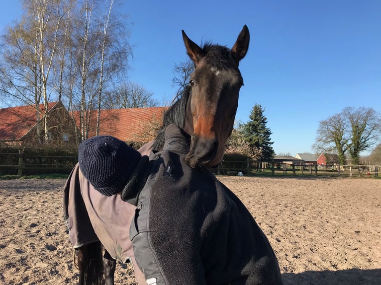 KWPN Merrie 11 Jaar 167 cm Donkerbruin in Glandorf