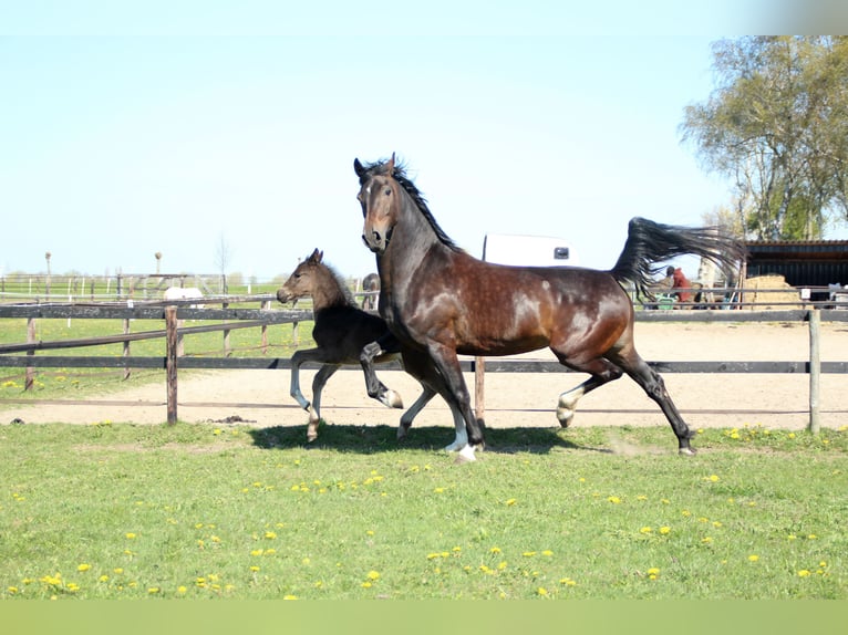KWPN Merrie 11 Jaar 167 cm Donkerbruin in Oosterwolde Gld