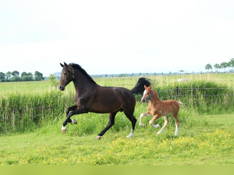 KWPN Merrie 11 Jaar 167 cm Donkerbruin in Oosterwolde Gld