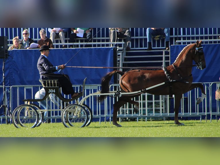 KWPN Merrie 11 Jaar 167 cm Donkere-vos in Pleternica
