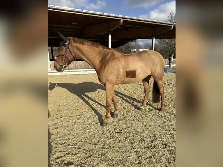 KWPN Merrie 11 Jaar 167 cm Vos in Altstätten SG