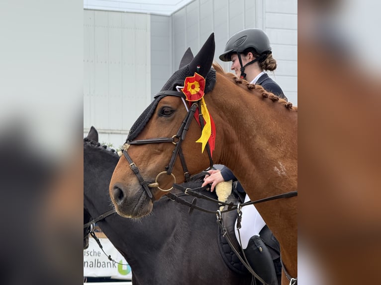 KWPN Merrie 11 Jaar 167 cm Vos in Altstätten SG