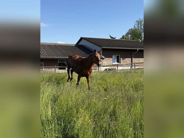 KWPN Merrie 11 Jaar 167 cm Vos in Altstätten SG 2