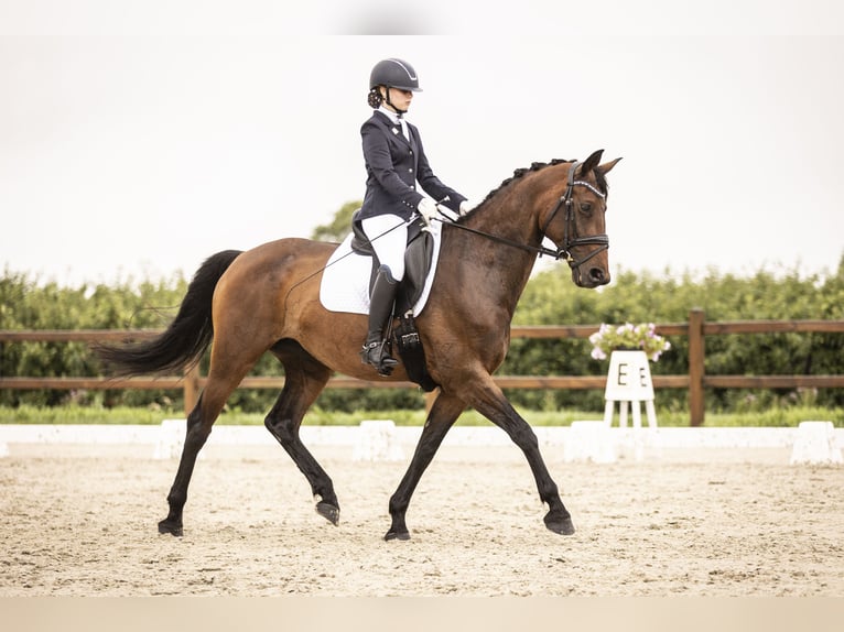 KWPN Merrie 11 Jaar 168 cm Bruin in Overmere