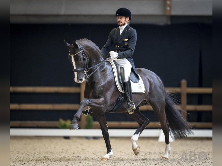 KWPN Merrie 11 Jaar 168 cm Bruin in Wijdewormer