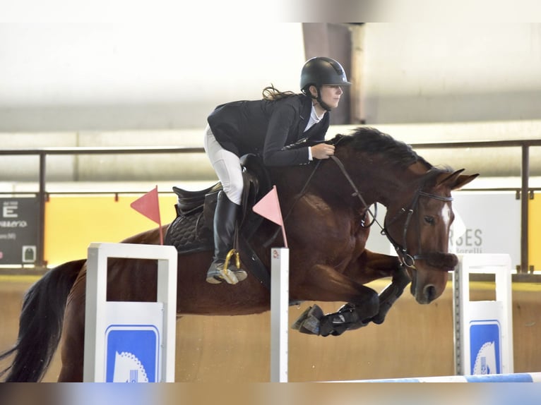 KWPN Merrie 11 Jaar 168 cm Bruin in Varese