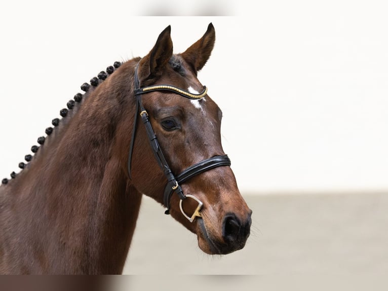 KWPN Merrie 11 Jaar 168 cm Bruin in Heerde