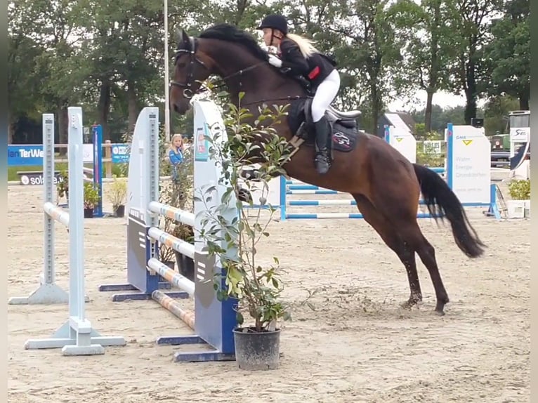 KWPN Merrie 11 Jaar 168 cm Donkerbruin in Barger-Compascuum