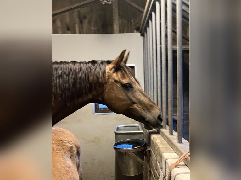 KWPN Merrie 11 Jaar 168 cm Donkere-vos in Feanwâlden