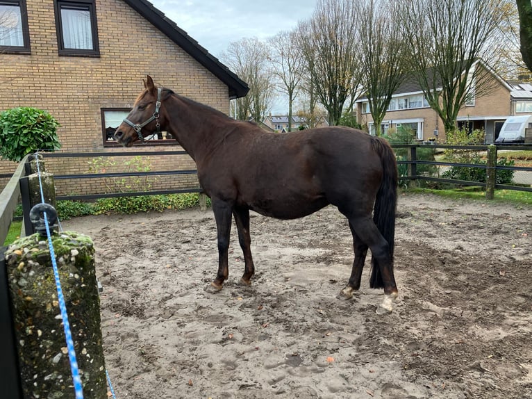 KWPN Merrie 11 Jaar 168 cm Donkere-vos in Feanwâlden
