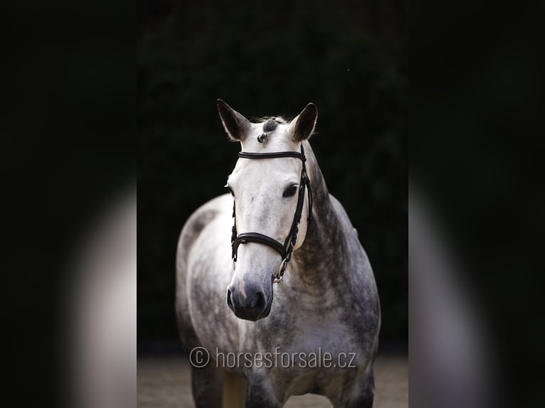 KWPN Merrie 11 Jaar 168 cm Schimmel in Prag