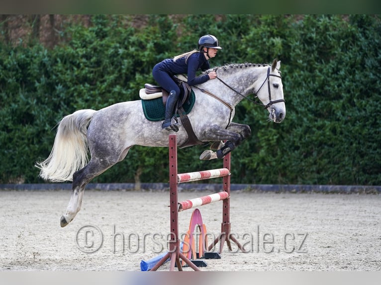 KWPN Merrie 11 Jaar 168 cm Schimmel in Prag