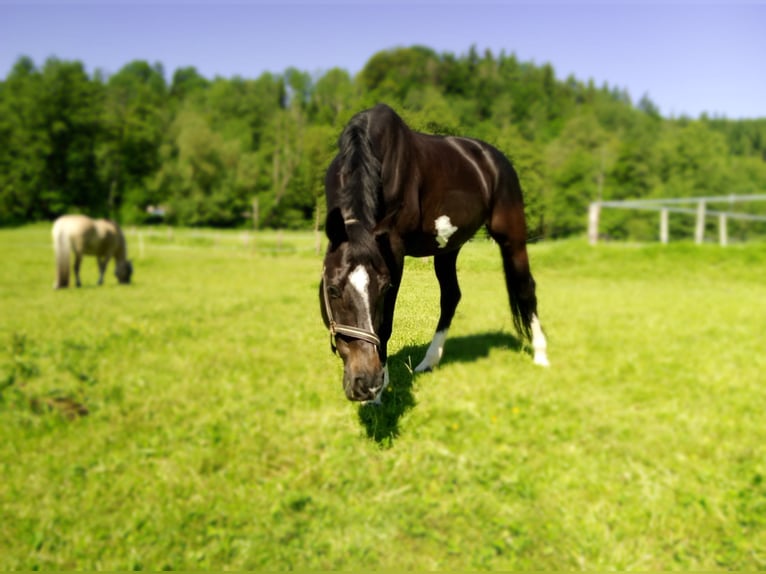 KWPN Merrie 11 Jaar 168 cm Zwartbruin in Neuler