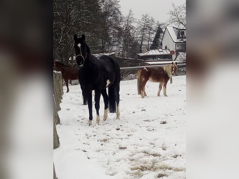 KWPN Merrie 11 Jaar 168 cm Zwartbruin in Neuler