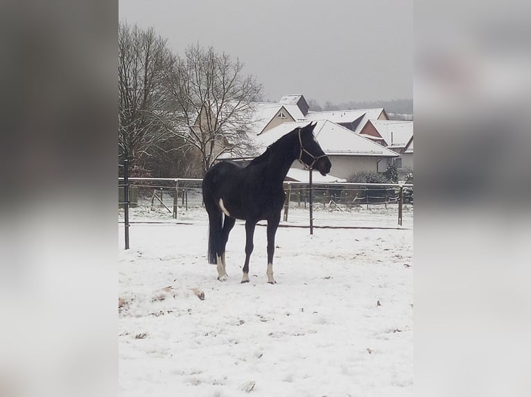 KWPN Merrie 11 Jaar 168 cm Zwartbruin in Neuler