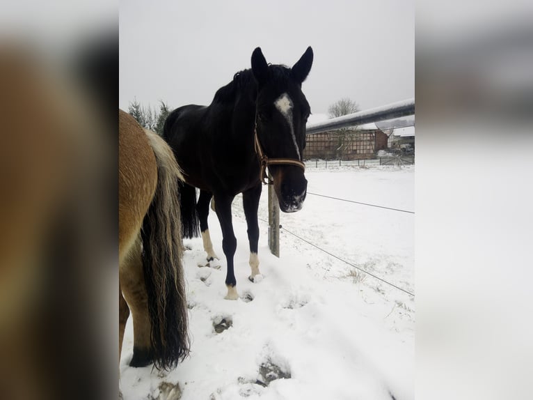 KWPN Merrie 11 Jaar 168 cm Zwartbruin in Neuler