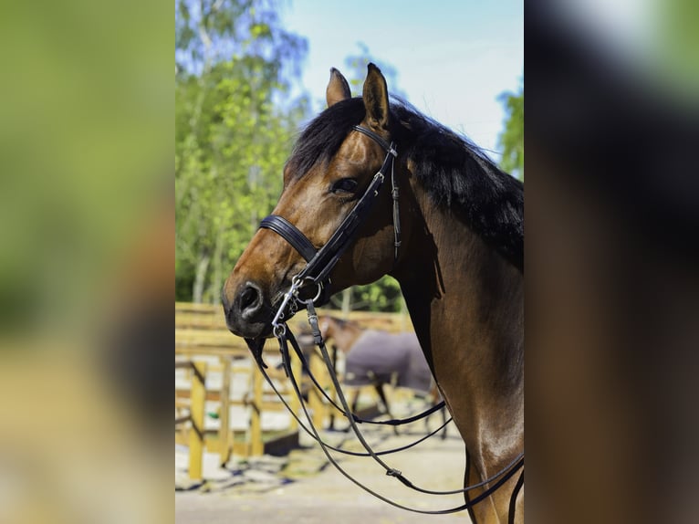 KWPN Merrie 11 Jaar 169 cm Roodbruin in Otterlo