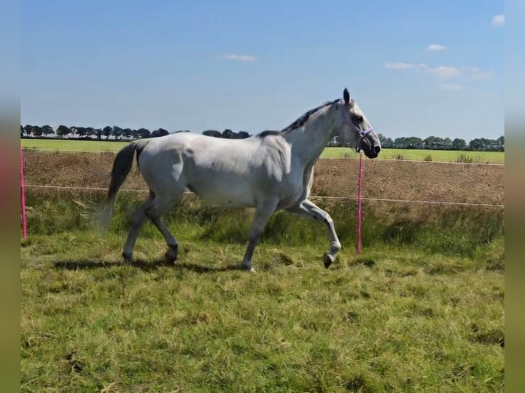 KWPN Merrie 11 Jaar 169 cm Vliegenschimmel in Oosterwolde