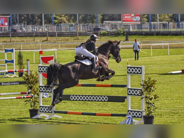 KWPN Merrie 11 Jaar 169 cm Zwart in zagreb