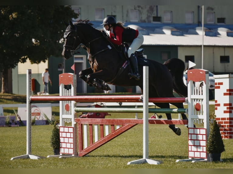 KWPN Merrie 11 Jaar 169 cm Zwart in zagreb