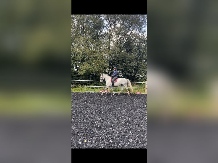 KWPN Merrie 11 Jaar 170 cm Appelschimmel in Donaueschingen