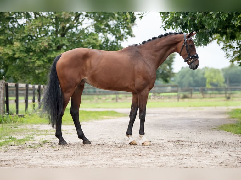 KWPN Merrie 11 Jaar 170 cm Bruin in Peer