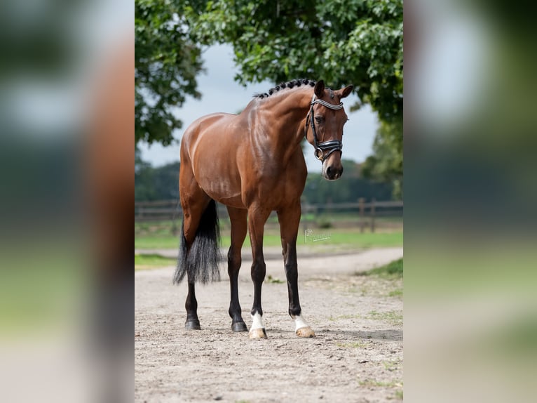 KWPN Merrie 11 Jaar 170 cm Bruin in Peer