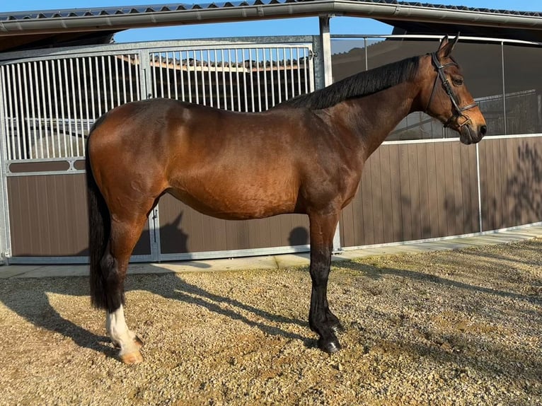 KWPN Merrie 11 Jaar 170 cm Bruin in Ursel