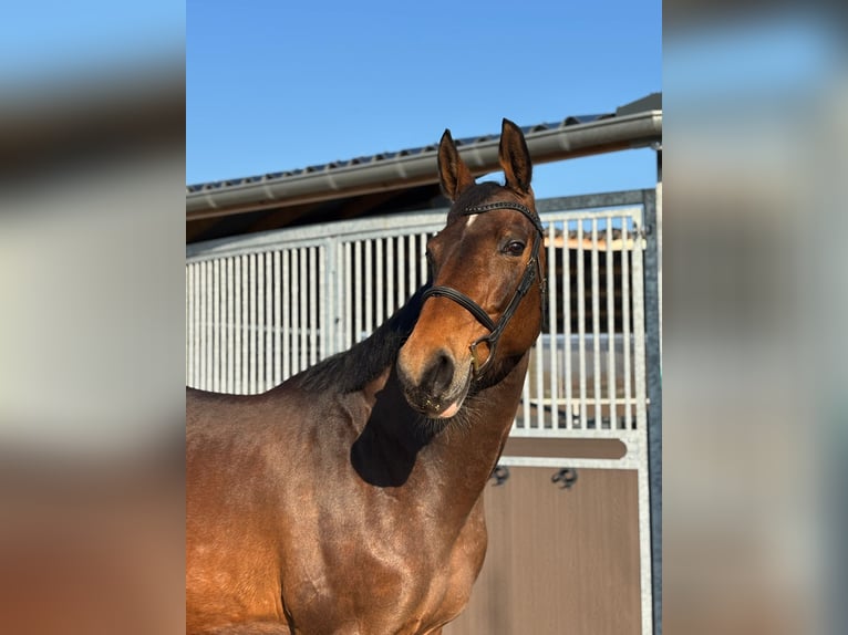 KWPN Merrie 11 Jaar 170 cm Bruin in Ursel