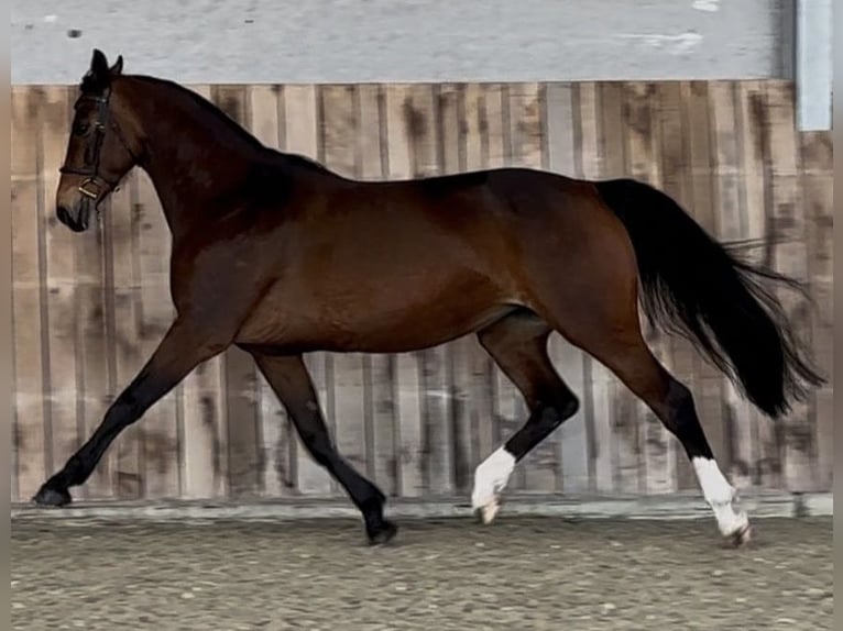 KWPN Merrie 11 Jaar 170 cm Bruin in Ursel